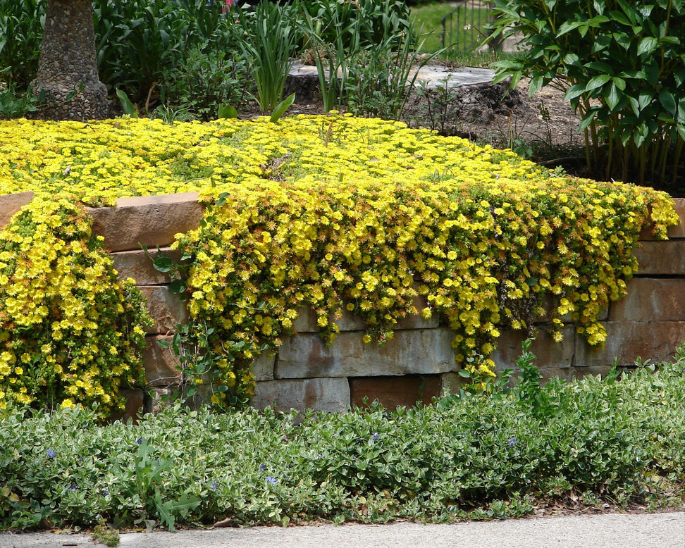 Delosperma 'Ice Cream Yellow'