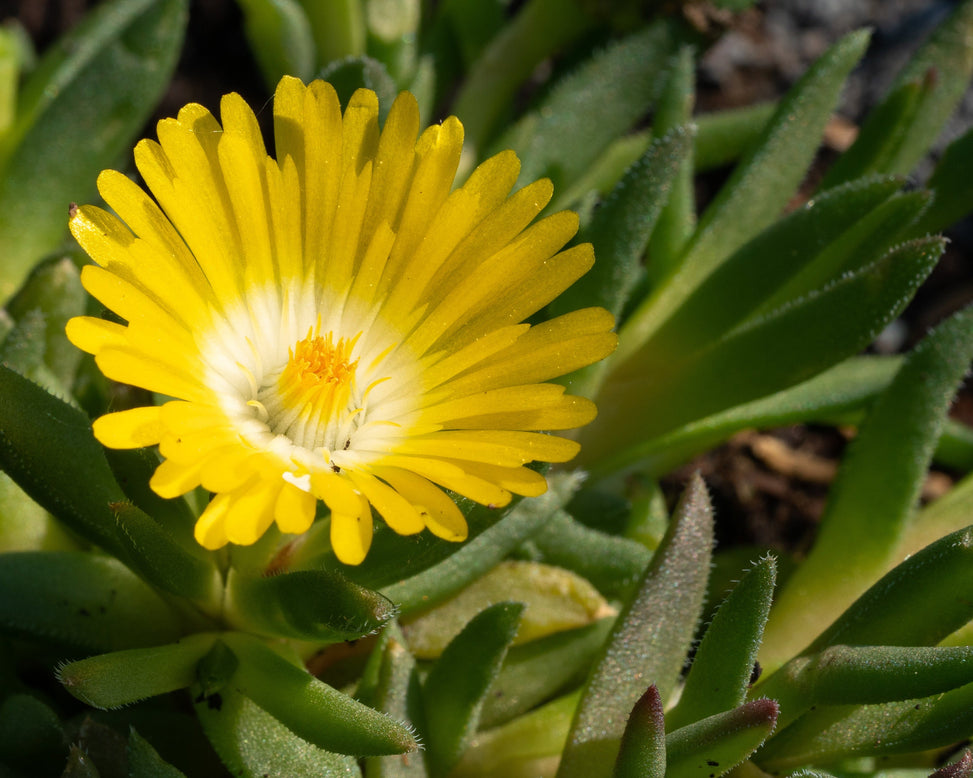 Delosperma 'Ice Cream Yellow'