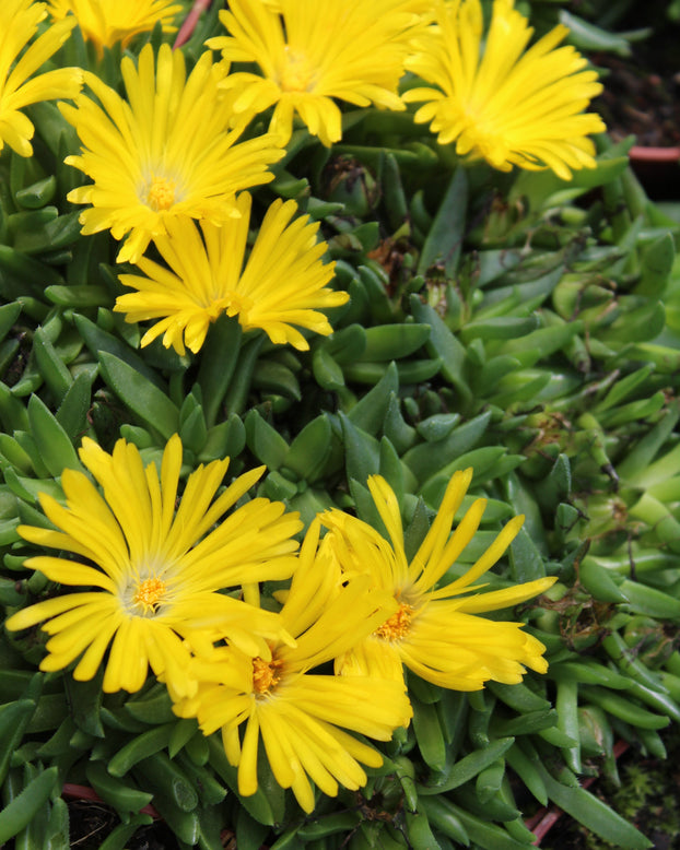 Delosperma 'Ice Cream Yellow'