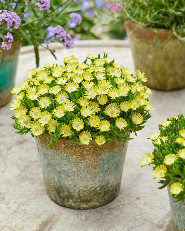 Delosperma 'Ice Cream Yellow'