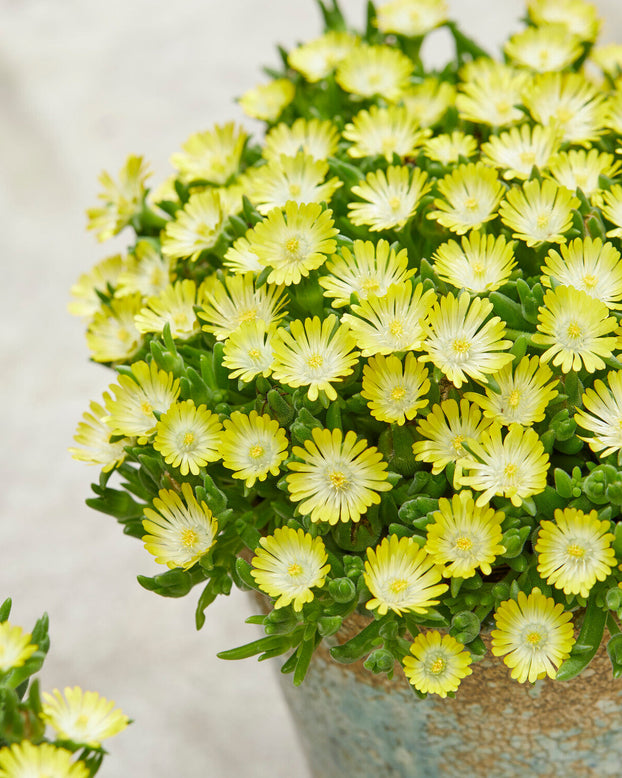 Delosperma 'Ice Cream Yellow'