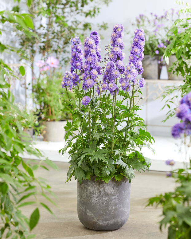 Delphinium 'Bolero'