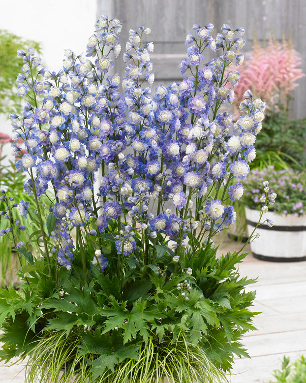 Delphinium 'Bolero'