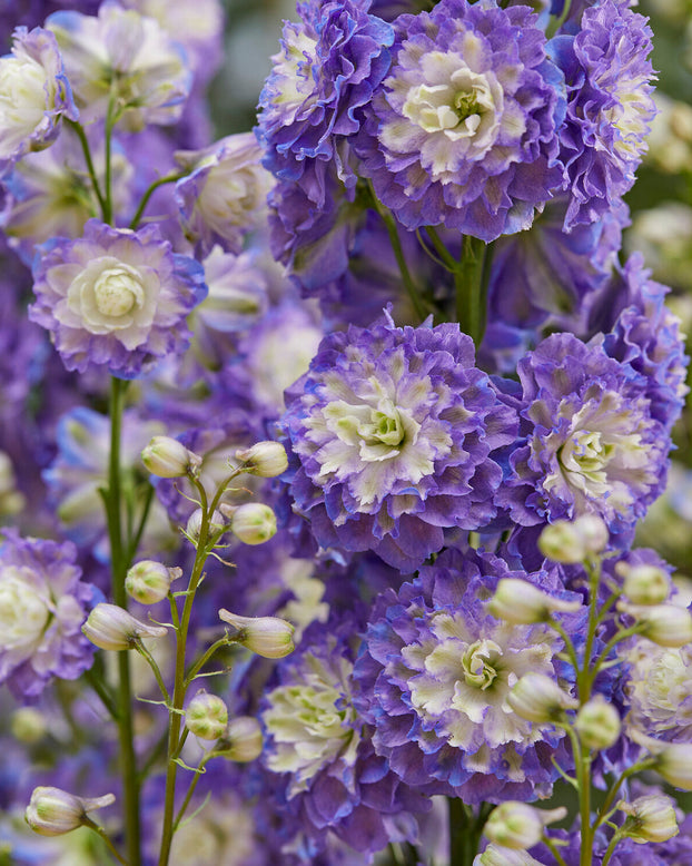 Close-up of purple and white delphinium with a blurred background