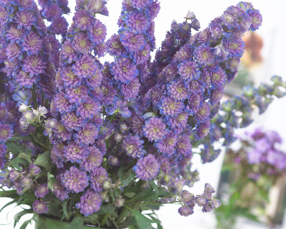 Delphinium 'Sweet Sensation'