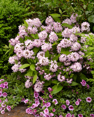 Deutzia 'Raspberry Sundae' Deutzia 'Raspberry Sundae'