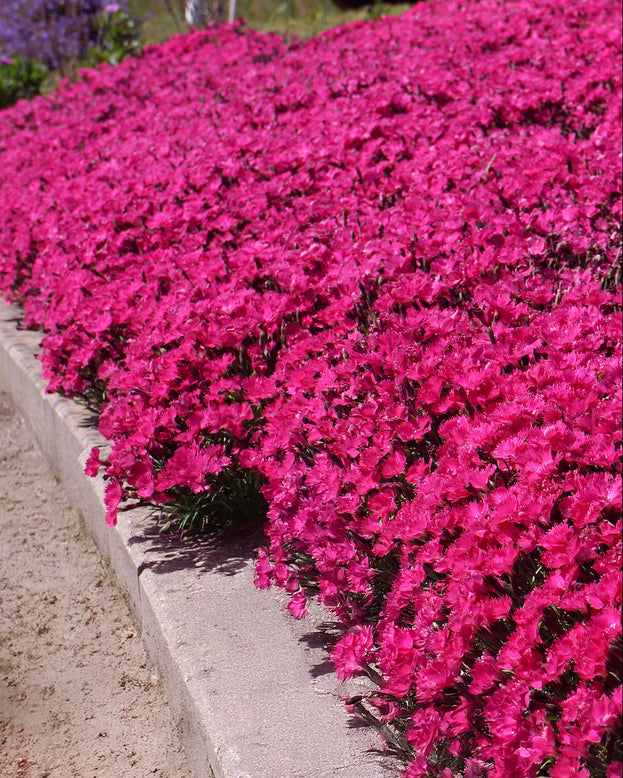 Dianthus 'Vivid Bright Light'