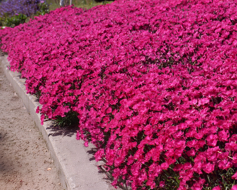 Dianthus 'Vivid Bright Light'