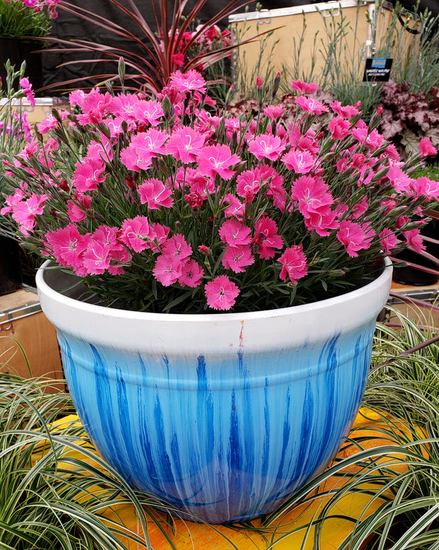 Dianthus 'Vivid Bright Light'