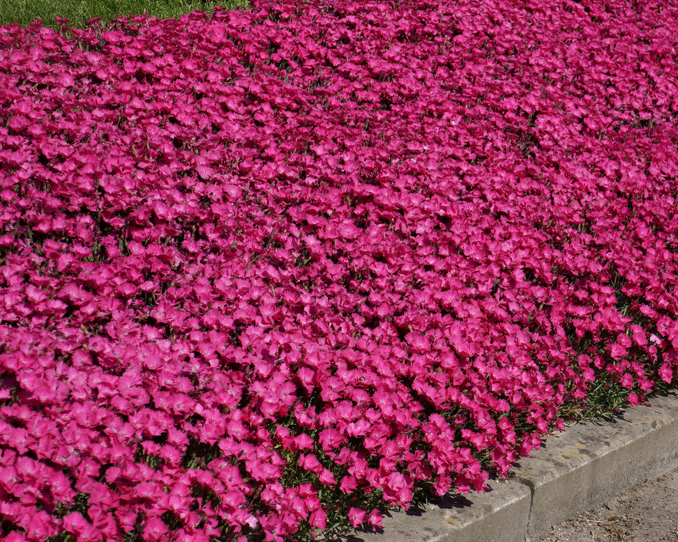 Dianthus 'Vivid Bright Light'