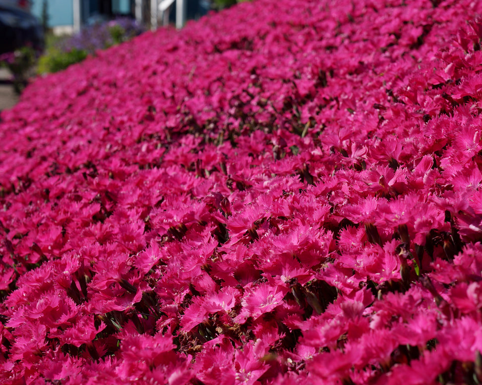 Dianthus 'Vivid Bright Light'