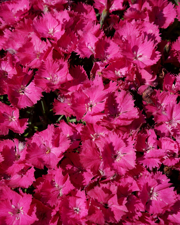 Dianthus 'Vivid Bright Light'