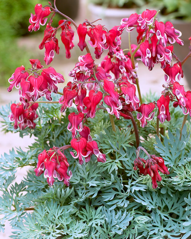 Dicentra 'Burning Hearts'