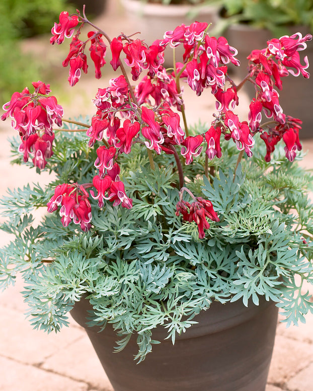 Dicentra 'Burning Hearts'