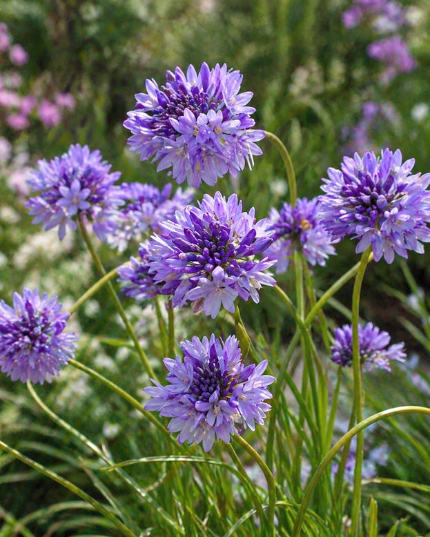 Dichelostemma congestum