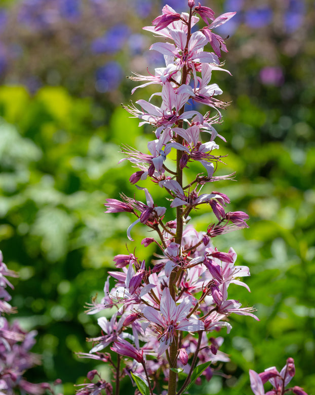 Dictamnus albus purpureus