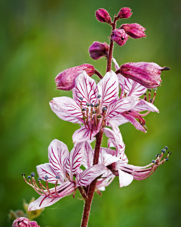 Dictamnus albus purpureus