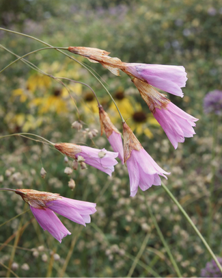 Dierama 'Luana' Dierama 'Luana'