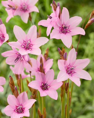 Dierama 'Luana' Dierama 'Luana'