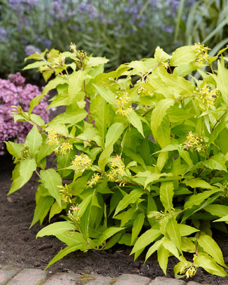 Diervilla 'Honeybee' Diervilla 'Honeybee'