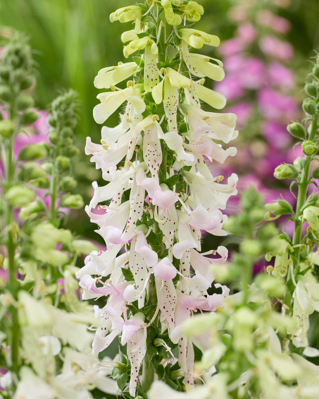 Digitalis 'Apple Blossom'