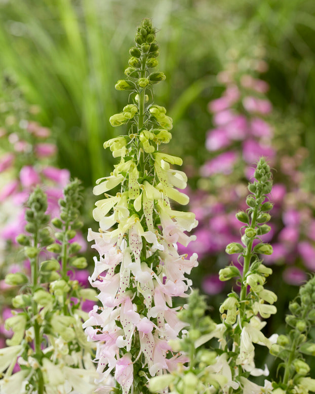 Digitalis 'Apple Blossom'