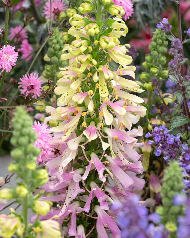 Digitalis 'Apple Blossom'