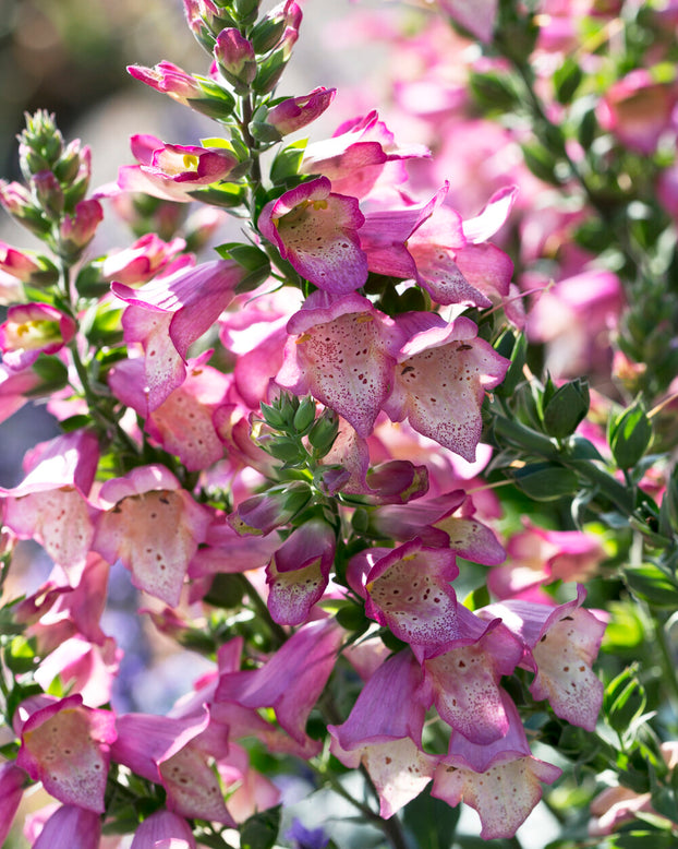 Digitalis 'Berry Canary'