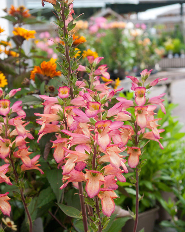 Digitalis 'Falcon Fire'