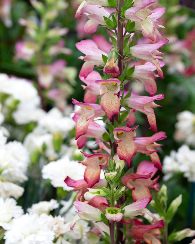 Digitalis 'Falcon Fire'