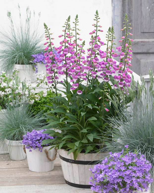 Digitalis 'Lucas'