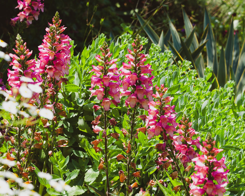 Digitalis 'Raspberry'