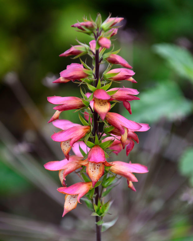 Digitalis 'Firebird'