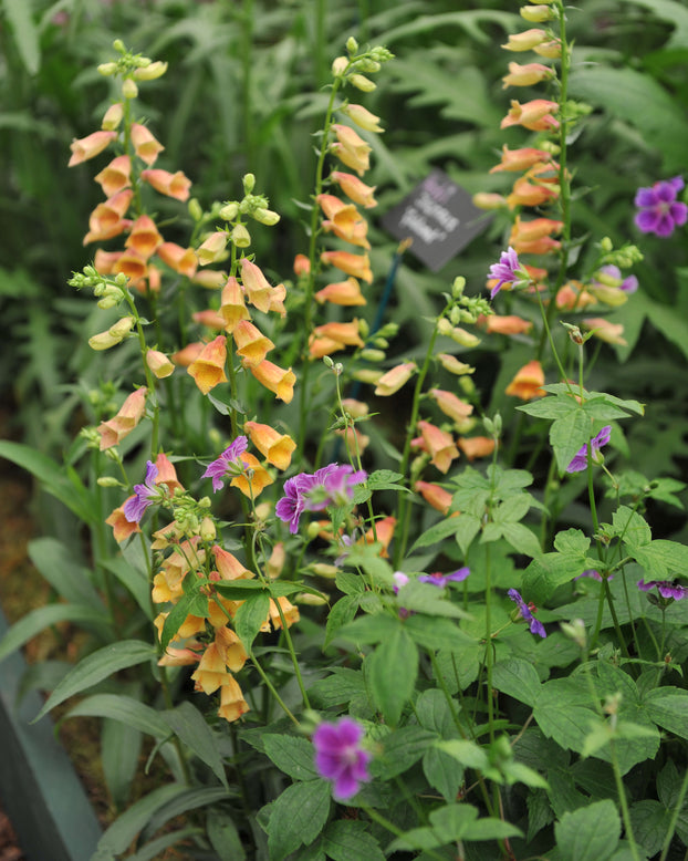 Digitalis 'Goldcrest'