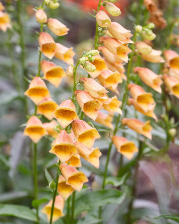 Digitalis 'Goldcrest'