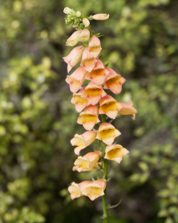 Digitalis 'Goldcrest'