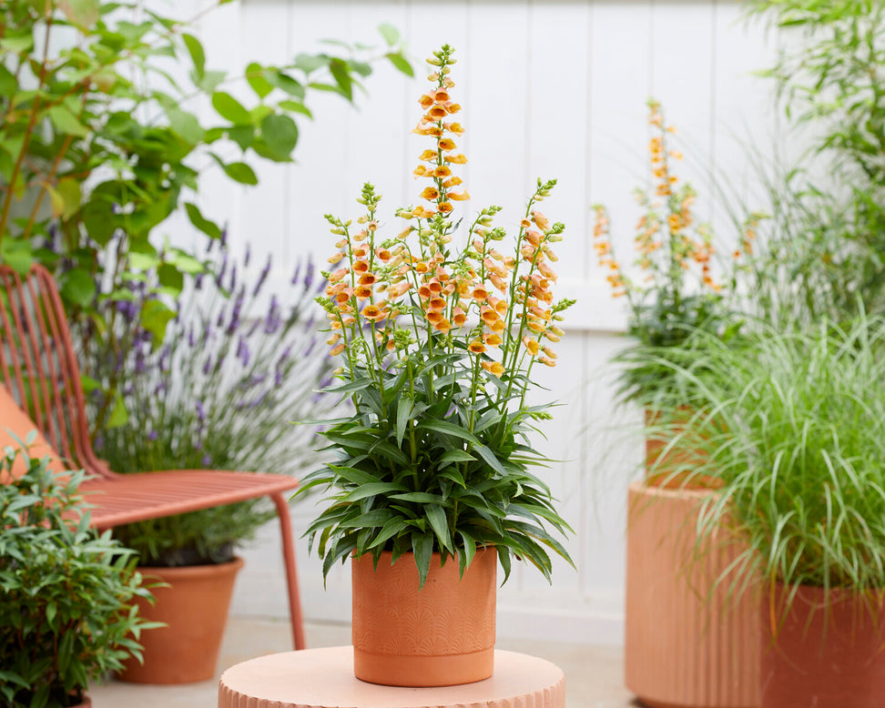 Digitalis 'Goldcrest'