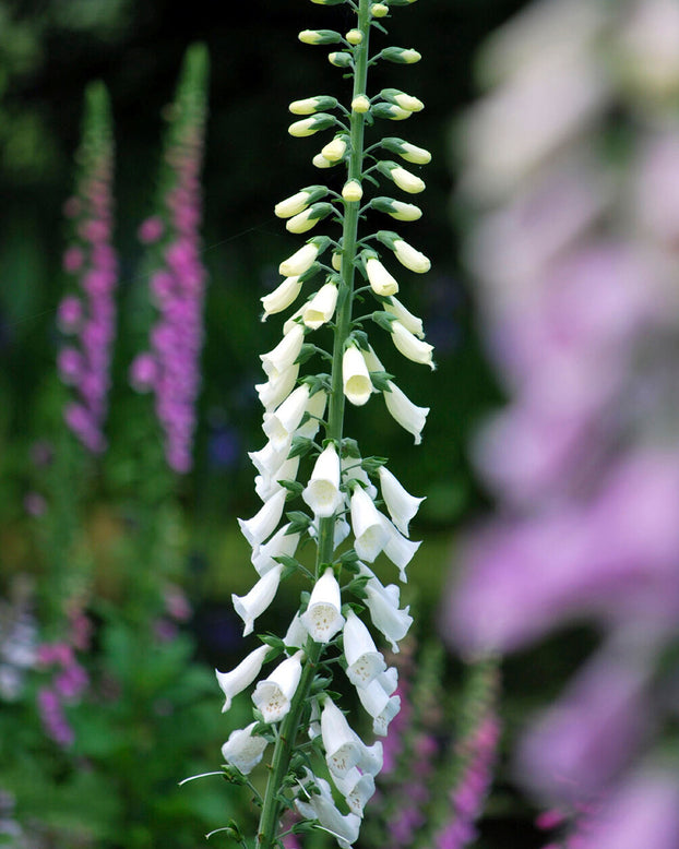Digitalis 'Lucas White'
