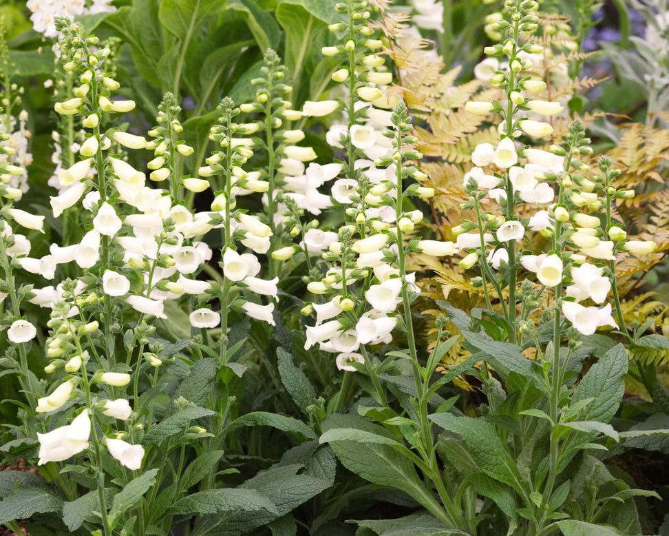 Digitalis 'Lucas White'