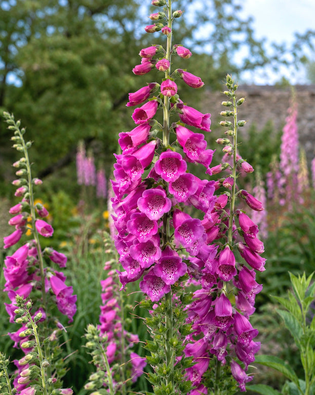 Digitalis 'Lucas XXL Pink'