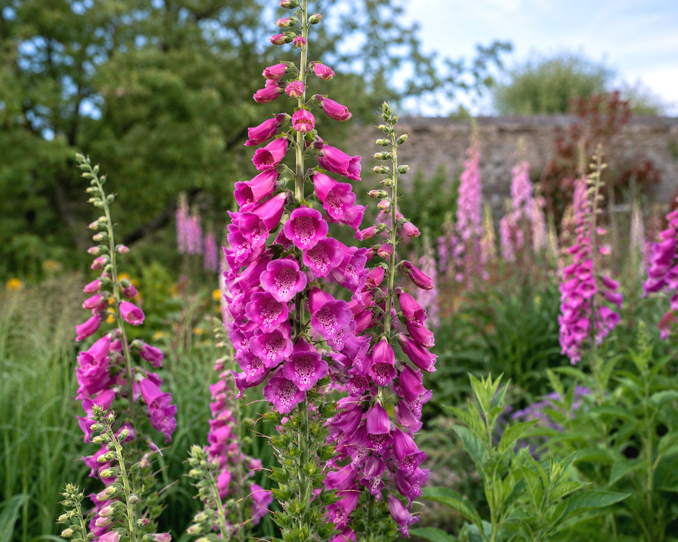 Digitalis 'Lucas XXL Pink'