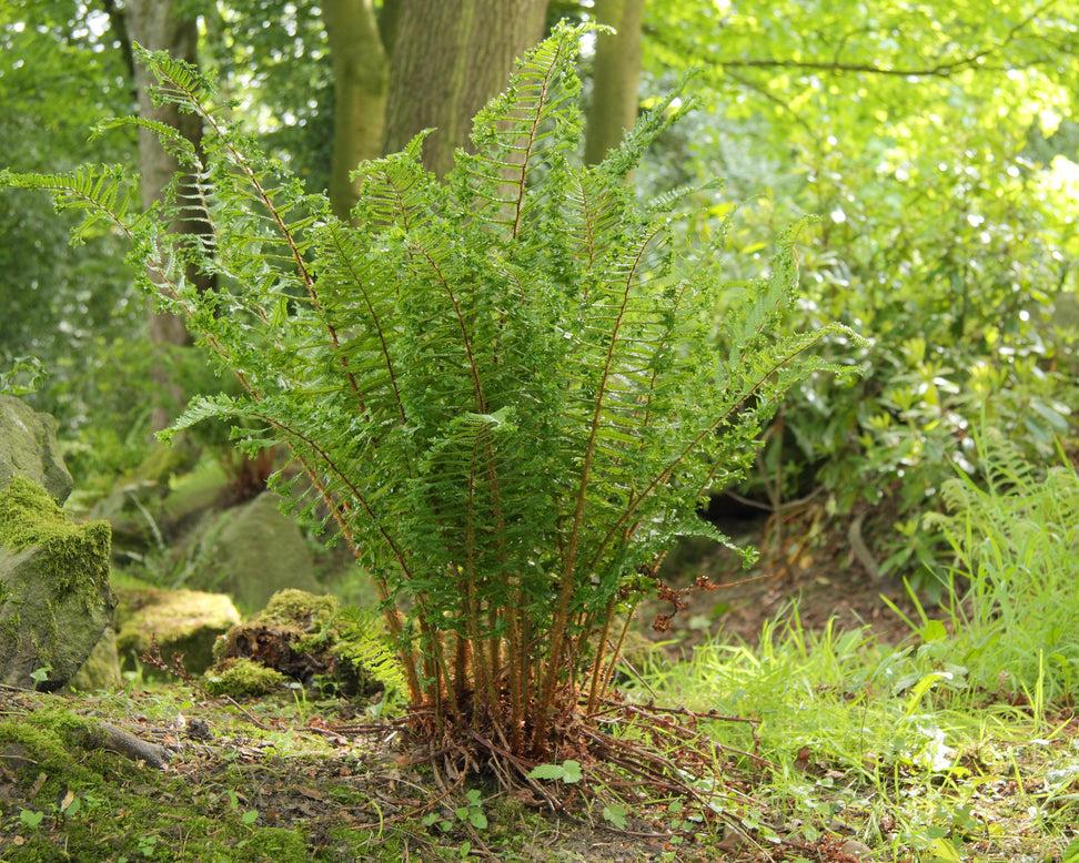 Dryopteris 'Cristata'