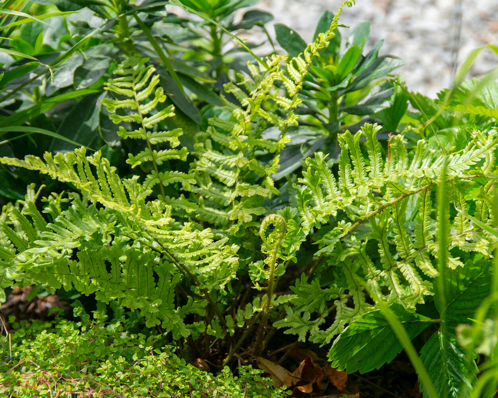 Dryopteris 'Cristata'