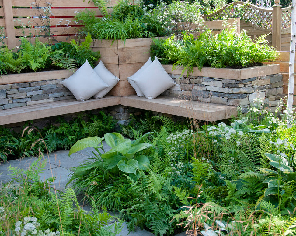 Dryopteris 'Cristata'