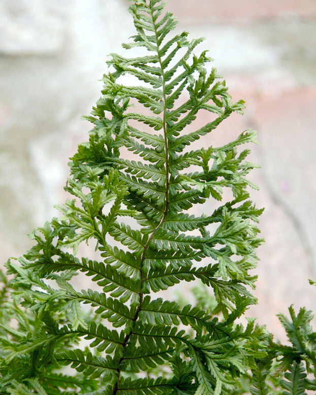 Dryopteris 'Cristata'