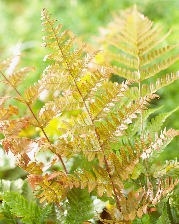 Dryopteris erythrosora