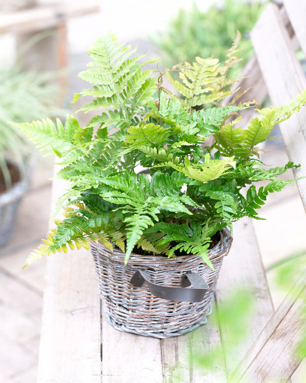 Dryopteris erythrosora