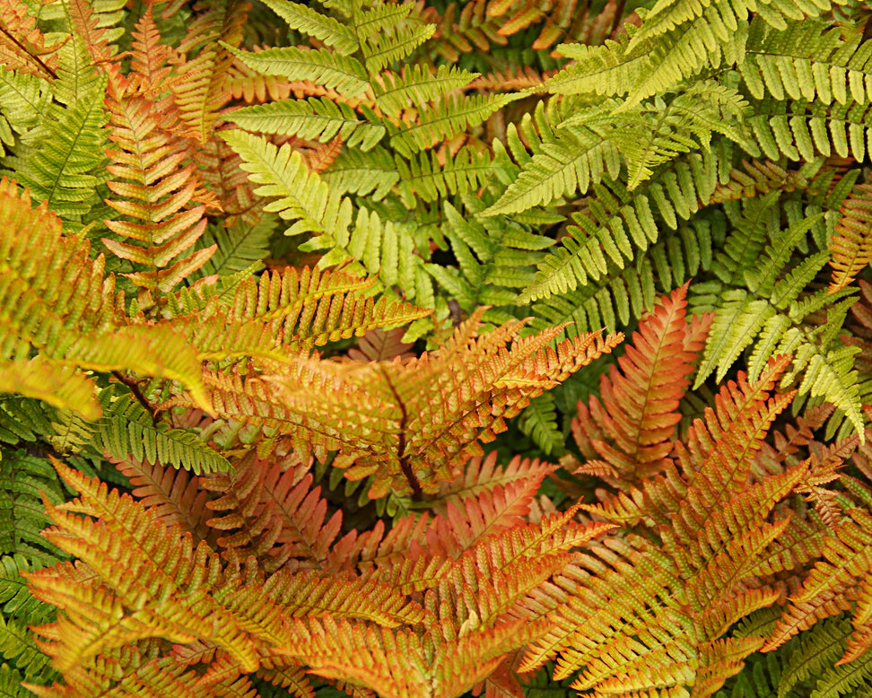 Dryopteris erythrosora
