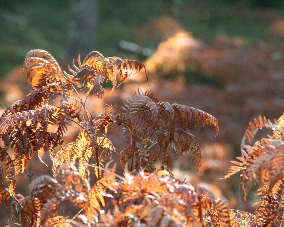 Dryopteris erythrosora