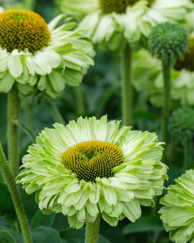 Echinacea 'Sunseekers Apple Green'